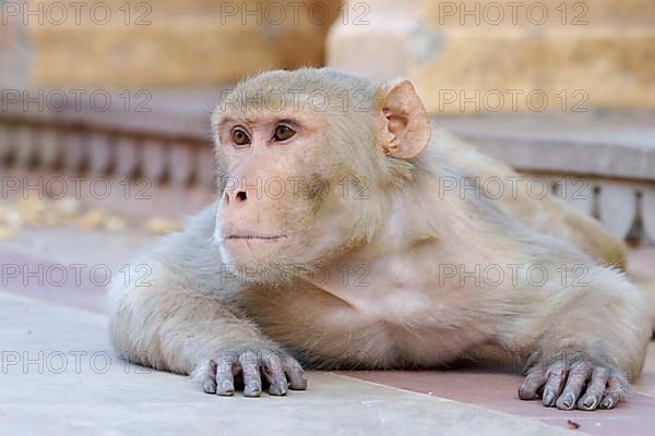 Rhesus macaque