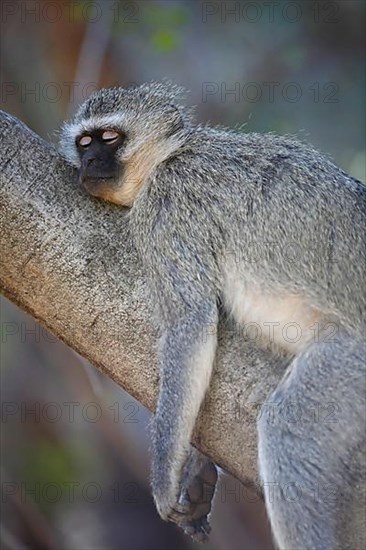 Vervet monkey