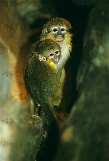 Angolan talapoin