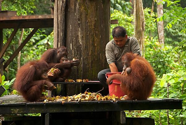 Bornean Orang-utan adults