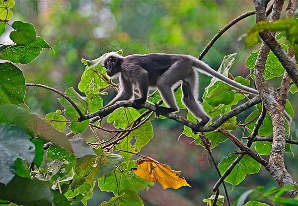 Dusky Leaf dusky leaf monkey