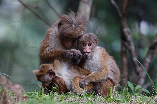 Ceylon Hat Monkey