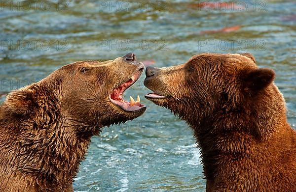 European Brown Bear