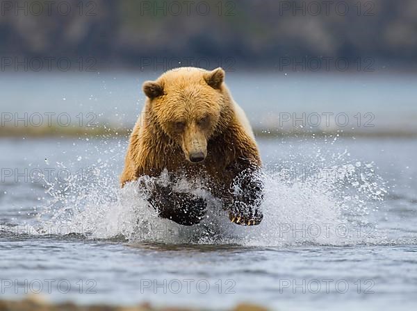 Grizzly bear