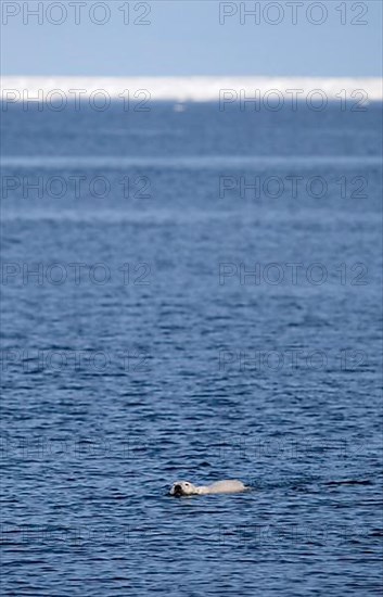 Polar Bear