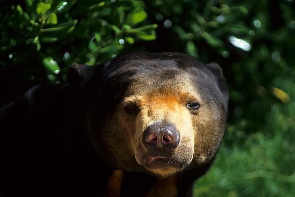 Sun bear