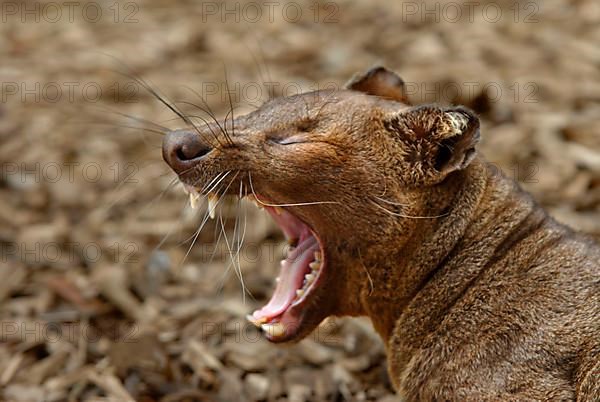 Fossa