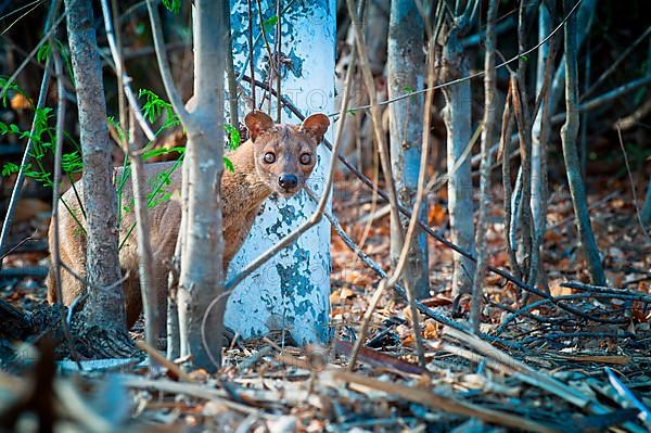 Fossa