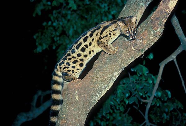 Southern Large Spotted Genet