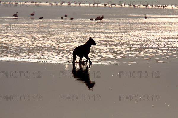 Spotted Hyena