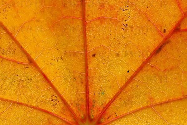 Norway maple