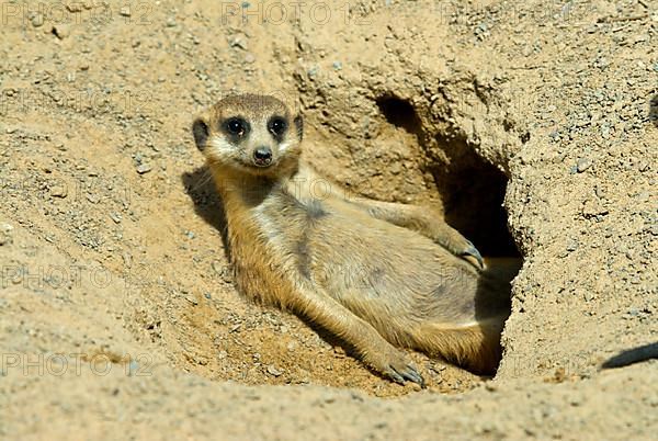 Meerkats