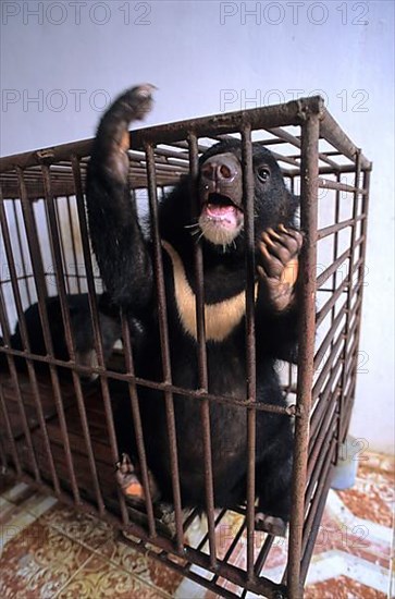 Asiatic black bear