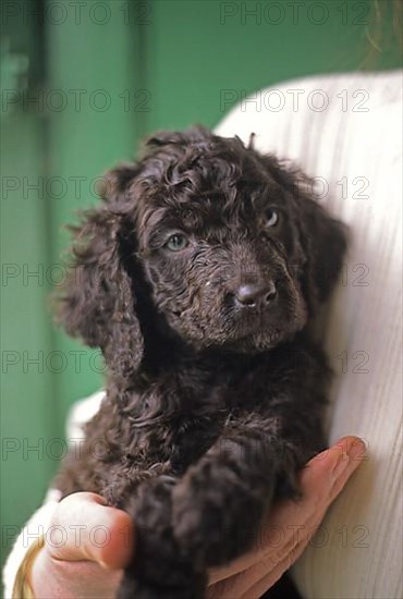 Domestic dog