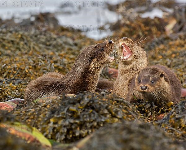European otter