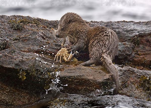 European otter