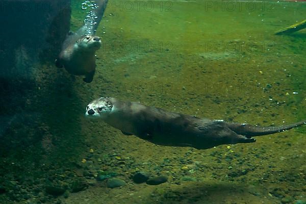 North American north american river otter