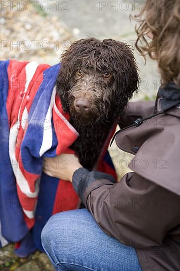 Domestic Dog