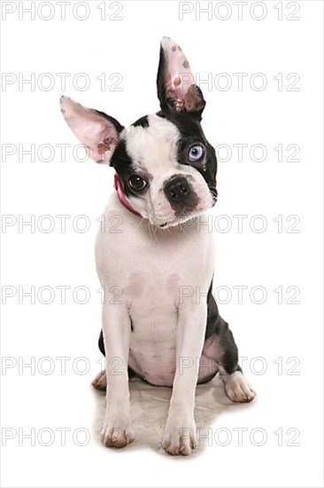 Domestic dog