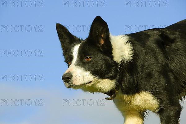 Domestic dog