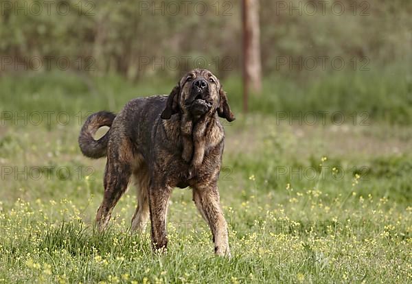 Domestic Dog