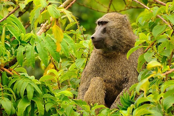 Olive baboon