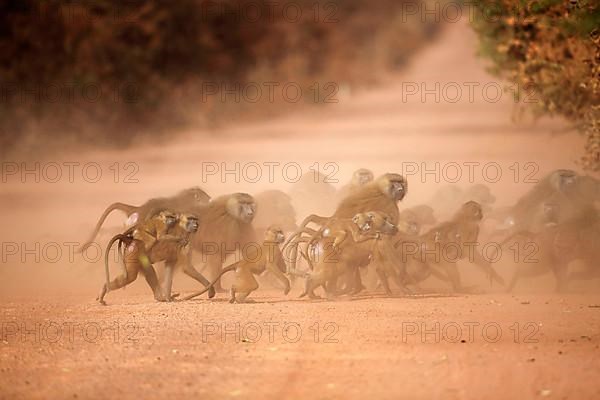 Guinea baboon