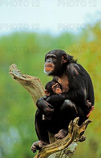 Common chimpanzee