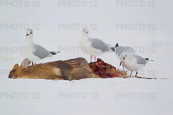 Black-headed Gull