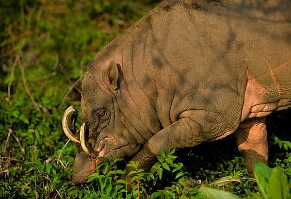 Moluccan babirusa