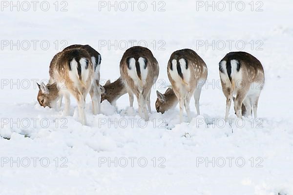 Fallow deer