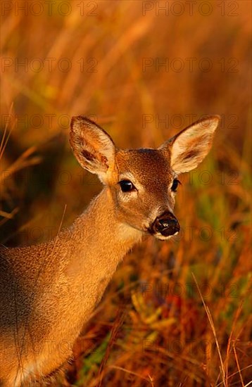 Key Deer