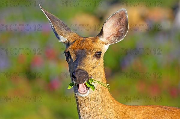 Columbian black-tailed deer