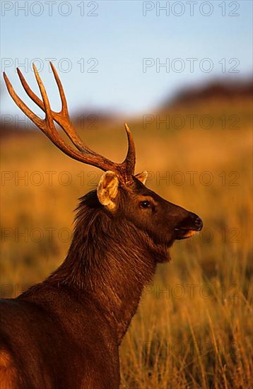 Sambar deer