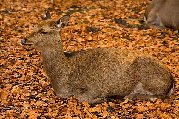 Sika Deer