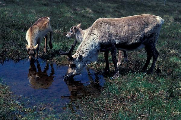 Reindeer