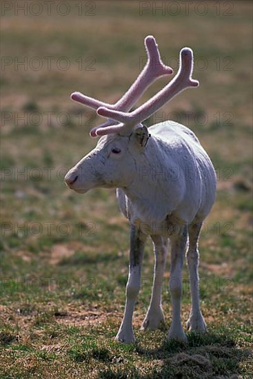 Reindeer