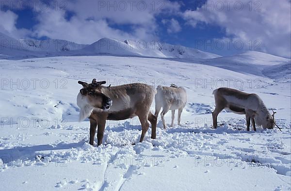 Reindeer