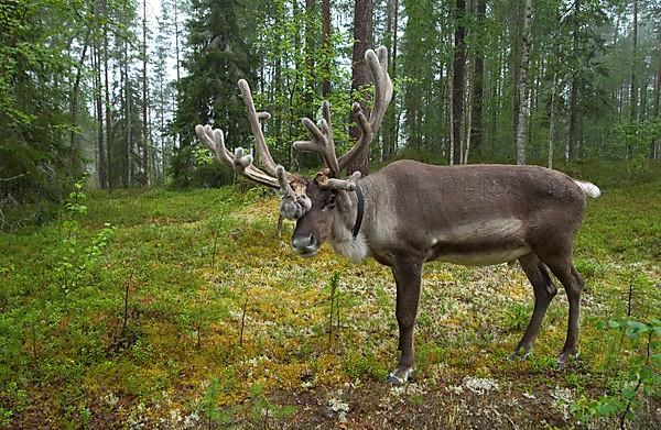 Reindeer
