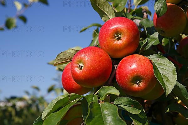 Apples