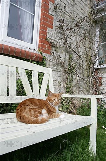 Domestic Cat