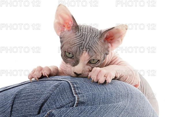 Naked cat