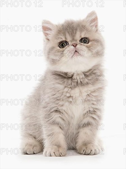 Exotic Shorthair