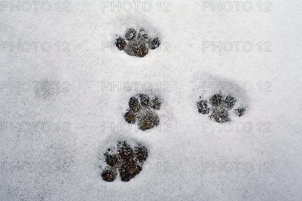 Domestic cats