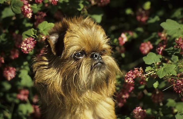 Domestic dog