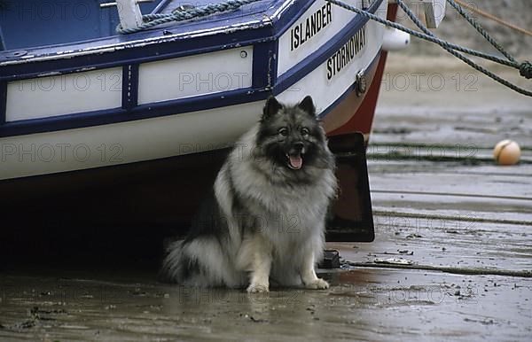 Domestic dog