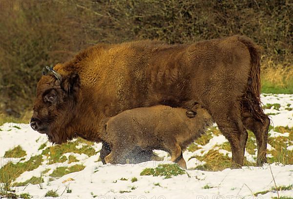 European bisons