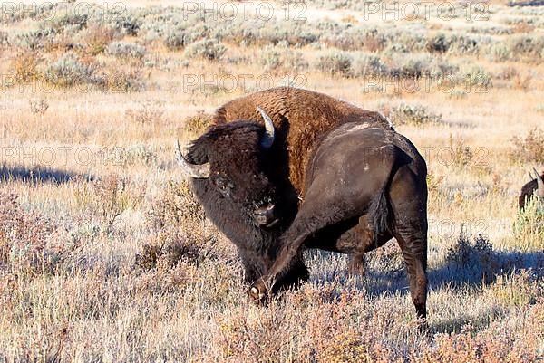 Bison