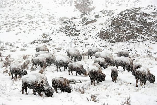 North American Bison