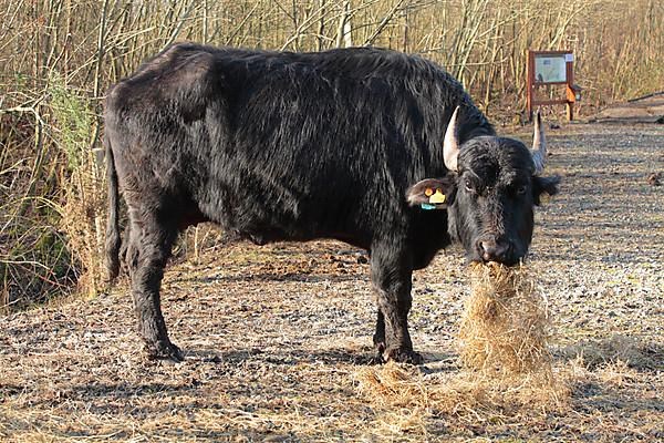 Bubalus arnee f. bubalis